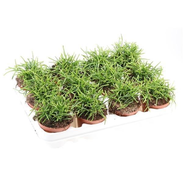 Горшечные цветы и растения оптом Rhipsalis Cassutha Oasis от 12шт (для телеги) из Голландии с доставкой по России