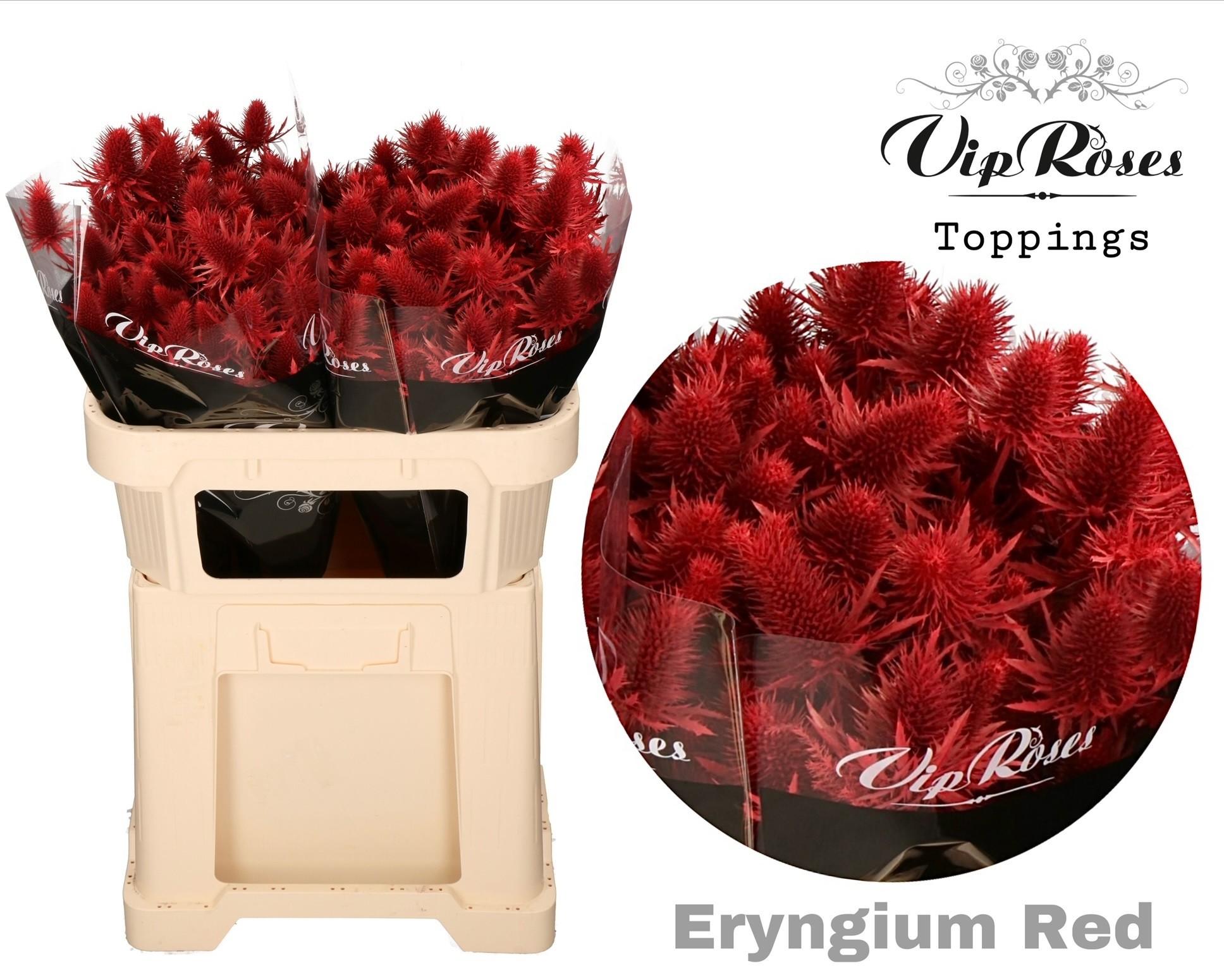 Срезанные цветы оптом Eryngium supernova paint red от 20шт из Голландии с доставкой по России