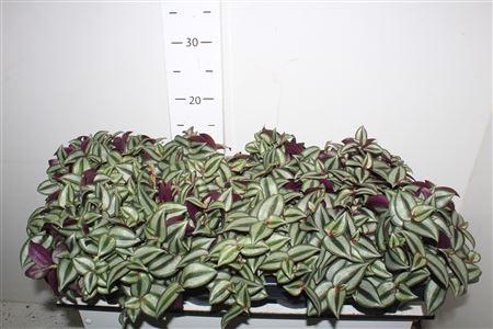 Горшечные цветы и растения оптом Trad Ze Purpusii от 8шт из Голландии с доставкой по России