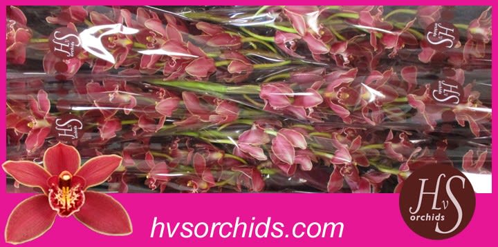 Срезанные цветы оптом Cymbidium red grand canyon от 6шт из Голландии с доставкой по России