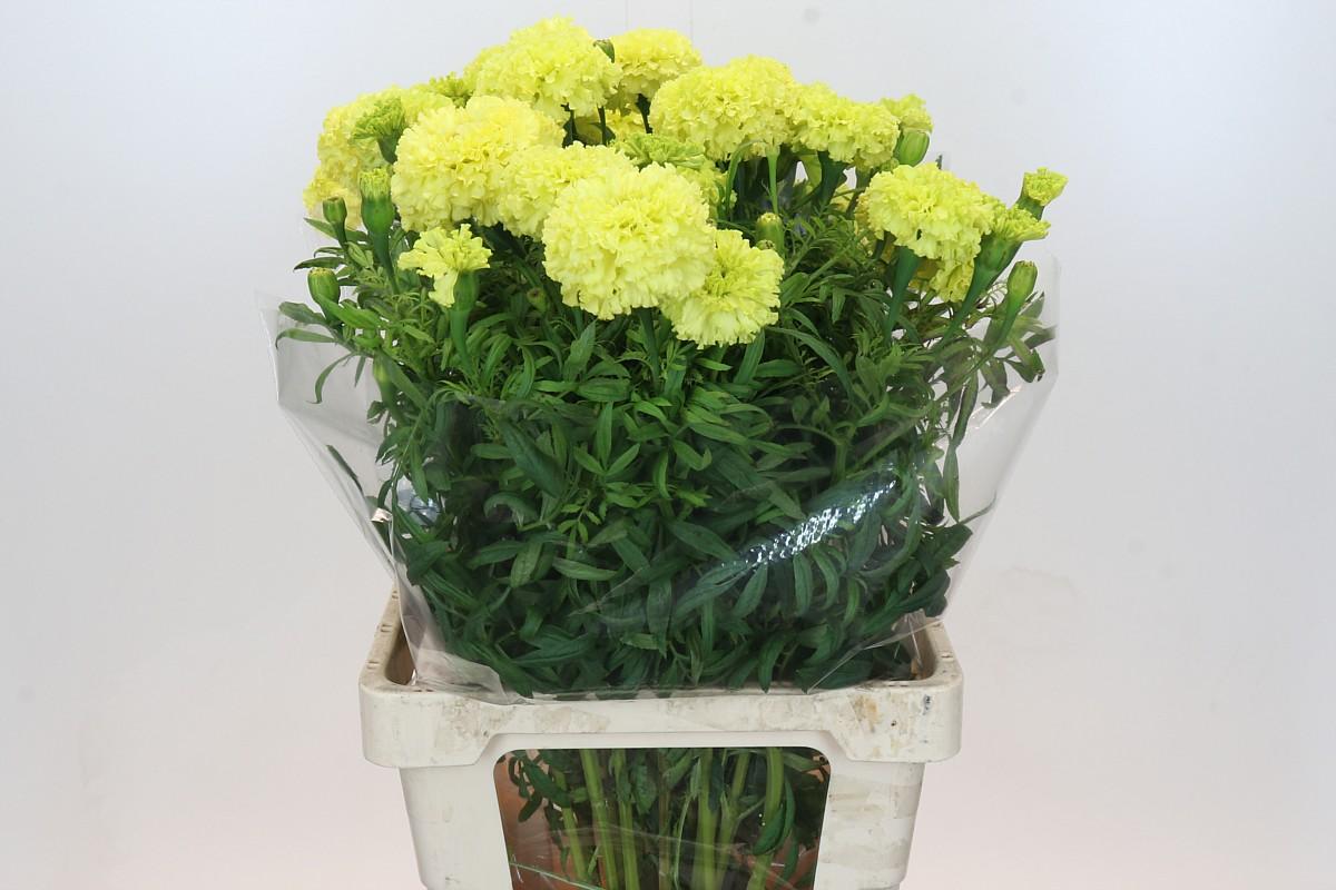 Срезанные цветы оптом Tagetes nosento limegreen от 30шт из Голландии с доставкой по России