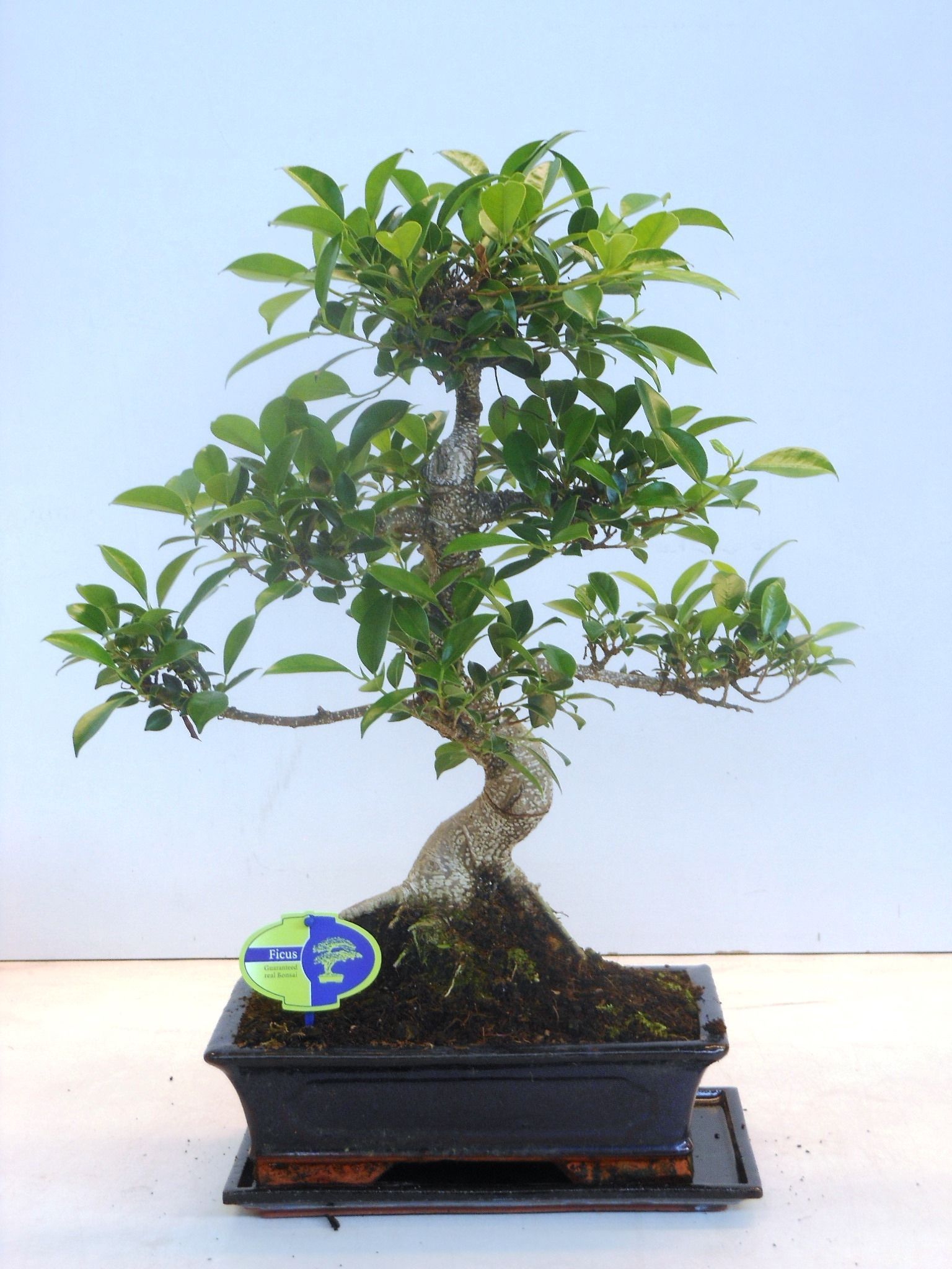 Горшечные цветы и растения оптом Bonsai Ficus Retusa Shape With Drip Tray от 2шт из Голландии с доставкой по России
