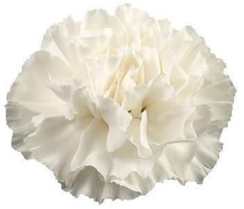 Срезанные цветы оптом Dianthus st white от 80шт из Голландии с доставкой по России