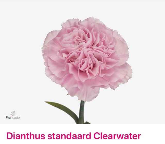 Срезанные цветы оптом Dianthus st clearwater от 80шт из Голландии с доставкой по России