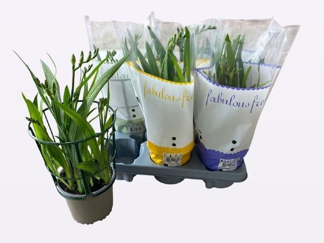 Горшечные цветы и растения оптом Freesia Ov от 6шт из Голландии с доставкой по России