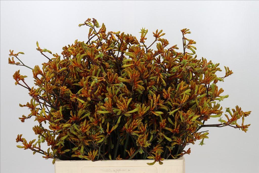 Срезанные цветы оптом Anigozanthos bush sunset от 100шт из Голландии с доставкой по России
