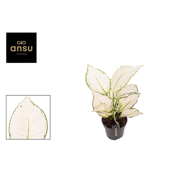 Горшечные цветы и растения оптом Aglaonema White Joy от 6шт из Голландии с доставкой по России