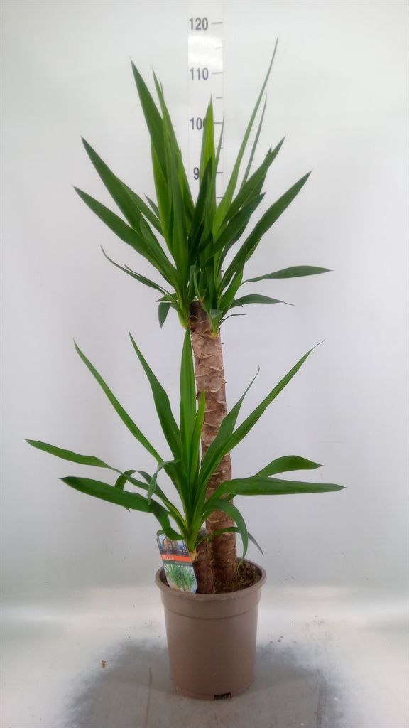 Горшечные цветы и растения оптом Yucca   ... от 5шт из Голландии с доставкой по России