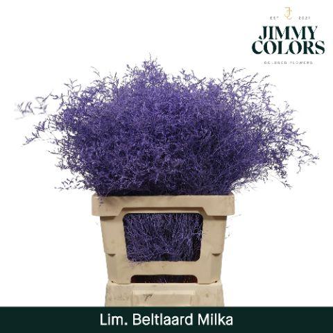Срезанные цветы оптом Limonium beltlaard paint milka от 50шт из Голландии с доставкой по России