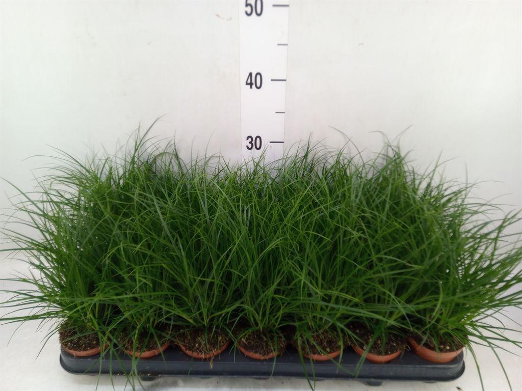 Горшечные цветы и растения оптом Carex Brunnea от 21шт (для телеги) из Голландии с доставкой по России