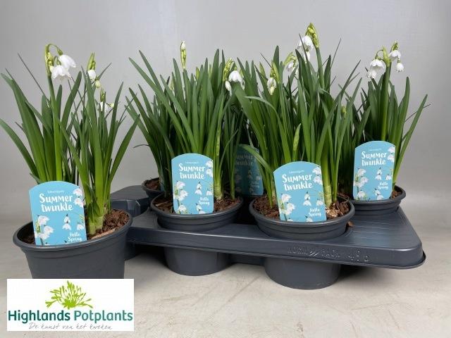 Горшечные цветы и растения оптом Leucoj Aestivum от 6шт из Голландии с доставкой по России