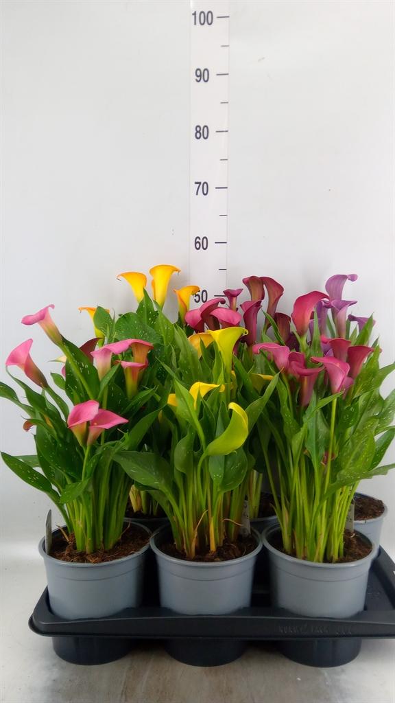 Горшечные цветы и растения оптом Zantedeschia   ...mix от 6шт из Голландии с доставкой по России