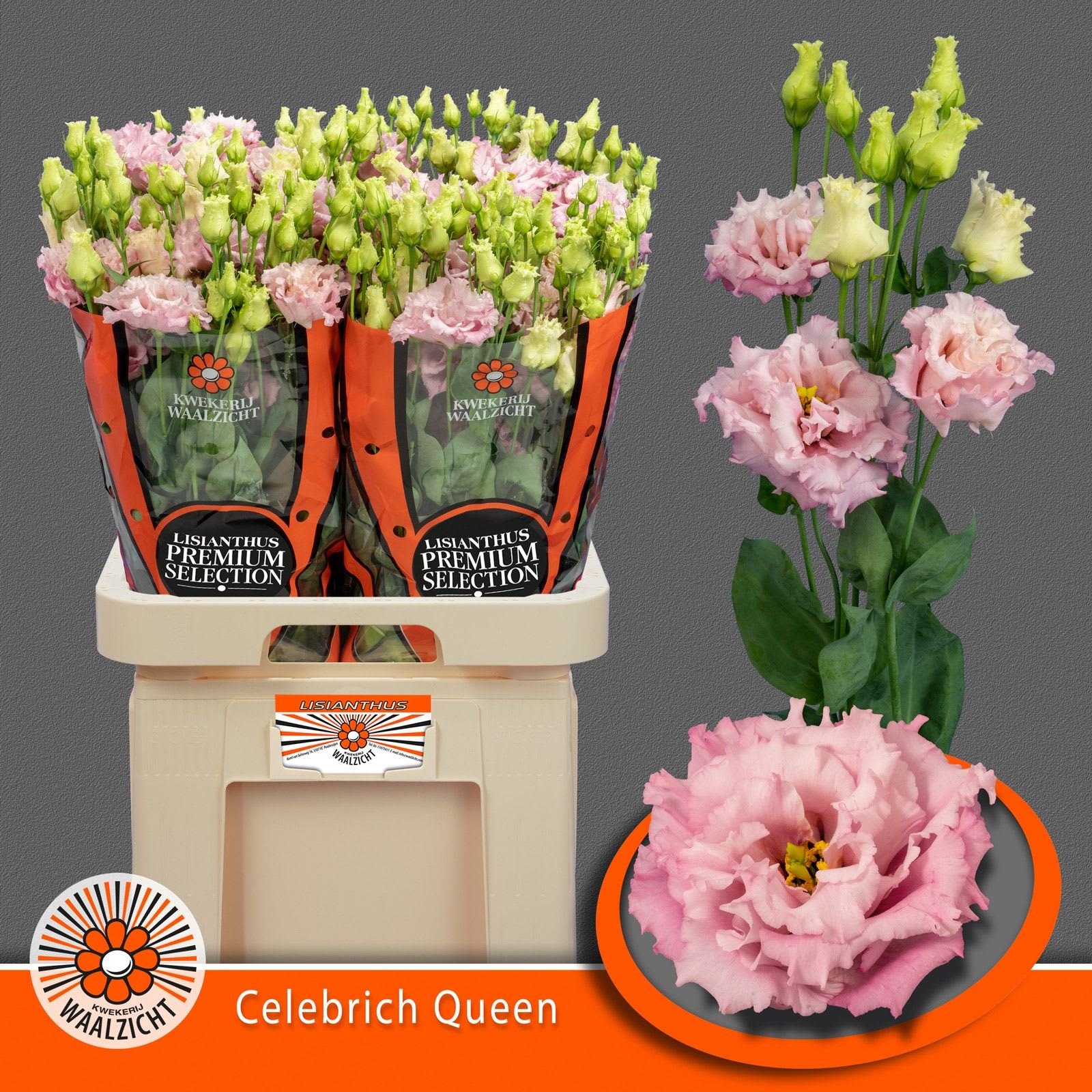 Срезанные цветы оптом Lisianthus do celeb queen от 40шт из Голландии с доставкой по России