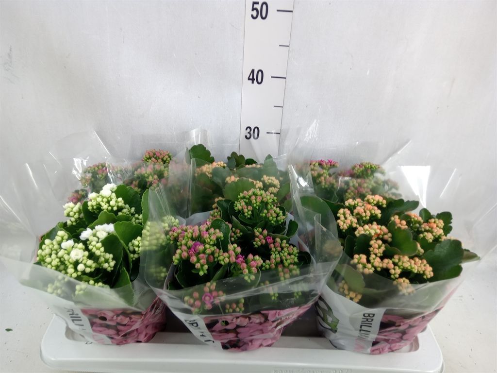 Горшечные цветы и растения оптом Kalanchoe Blos.   ..rosebud Mix Gr от 6шт из Голландии с доставкой по России