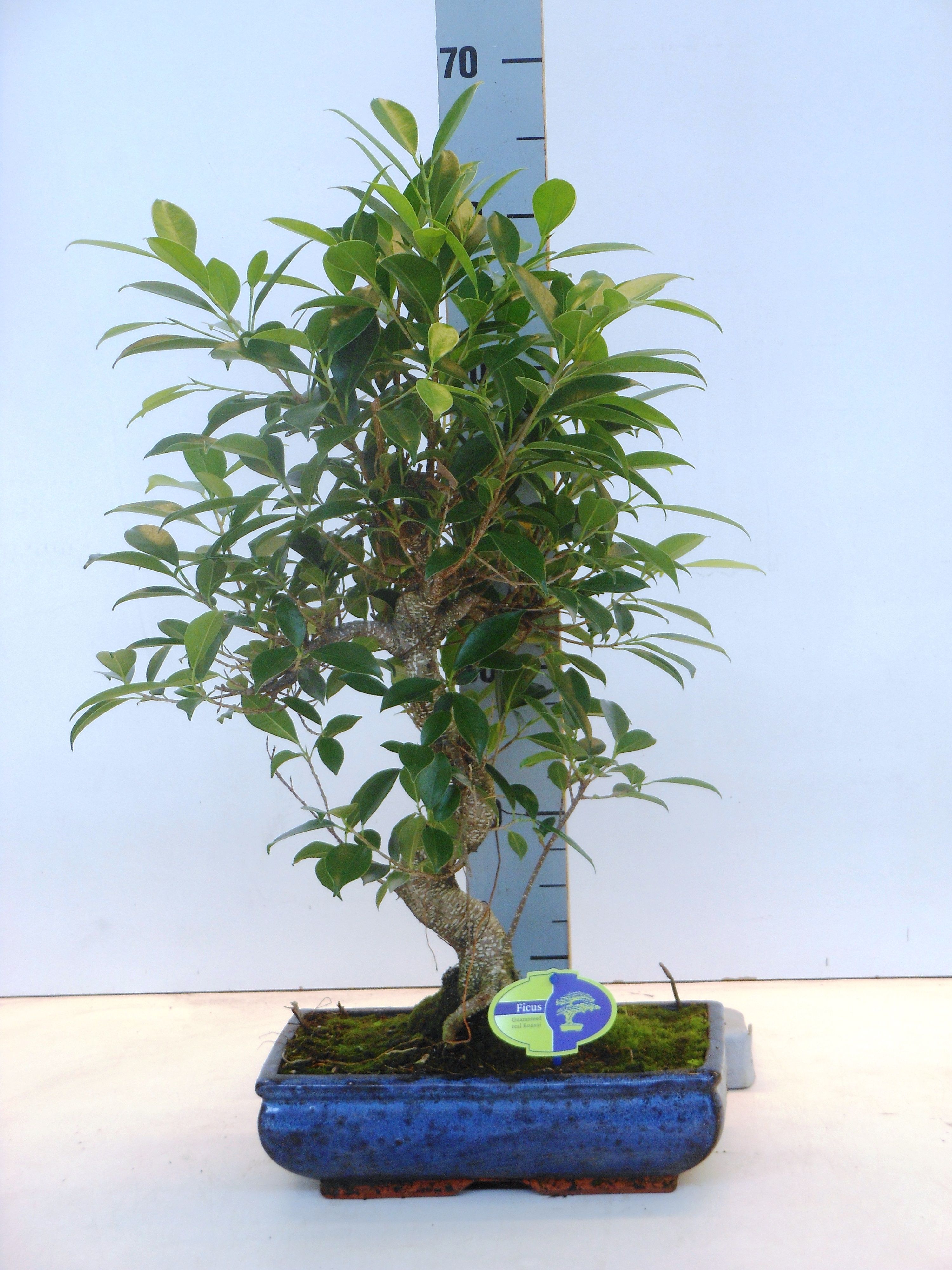 Горшечные цветы и растения оптом Bonsai Ficus  Without Drip Tray от 2шт из Голландии с доставкой по России