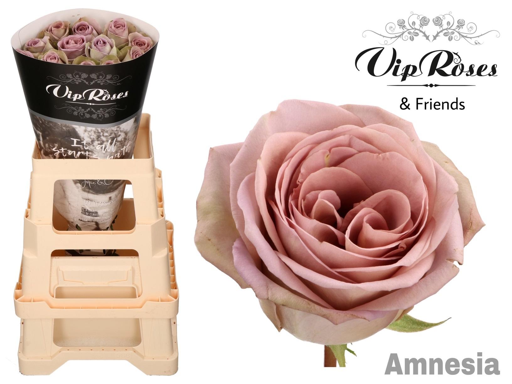 Срезанные цветы оптом Rosa large amnesia от 25шт из Голландии с доставкой по России