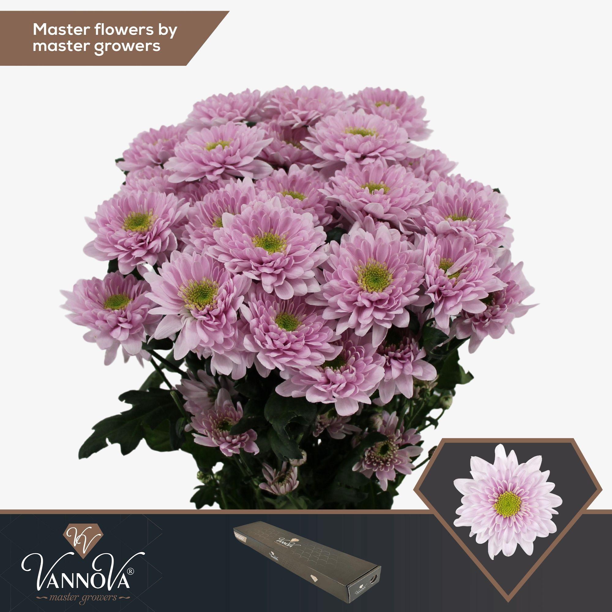 Срезанные цветы оптом Chrys sp commander pink от 20шт из Голландии с доставкой по России