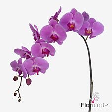 Срезанные цветы оптом Phalaenopsis surabaya (per stem) от 6шт. из Голландии с доставкой по России