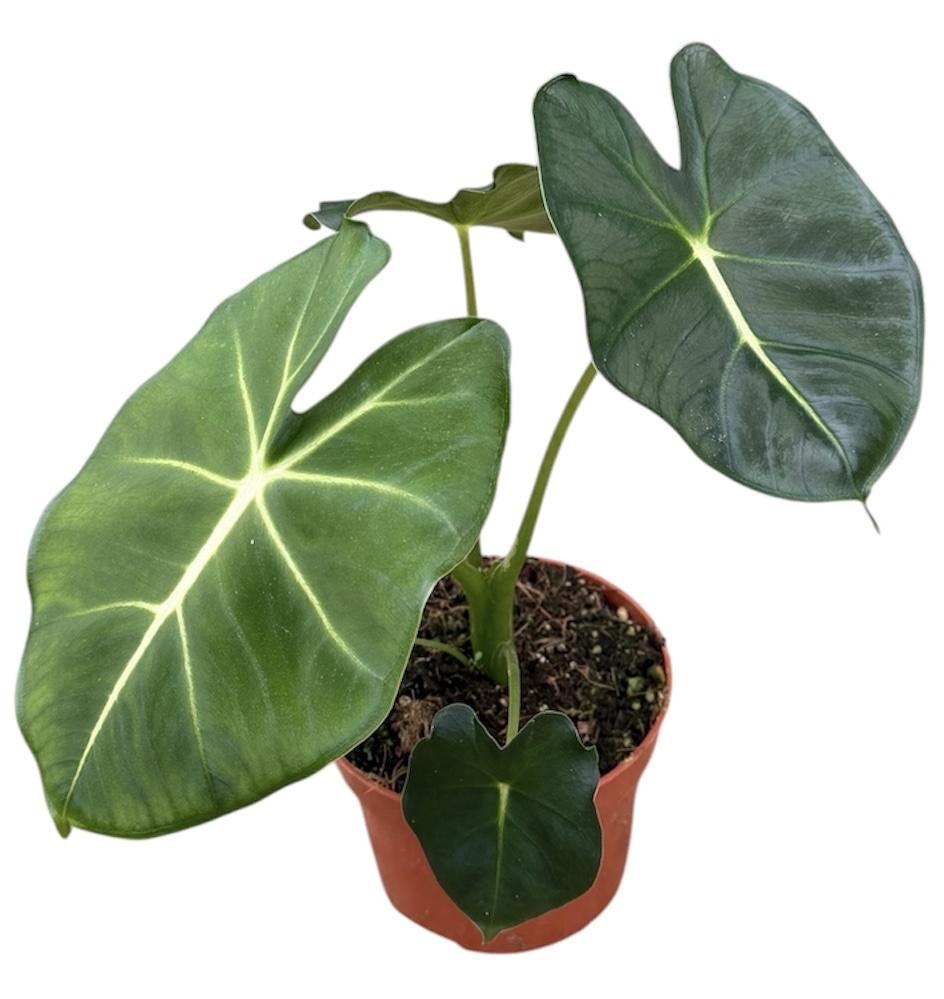 Горшечные цветы и растения оптом Alocasia Micholitziana Round Type от 1шт (для телеги) из Голландии с доставкой по России