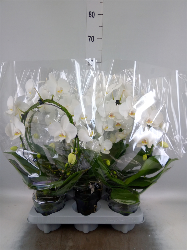 Горшечные цветы и растения оптом Phalaenopsis   ...white от 5шт из Голландии с доставкой по России