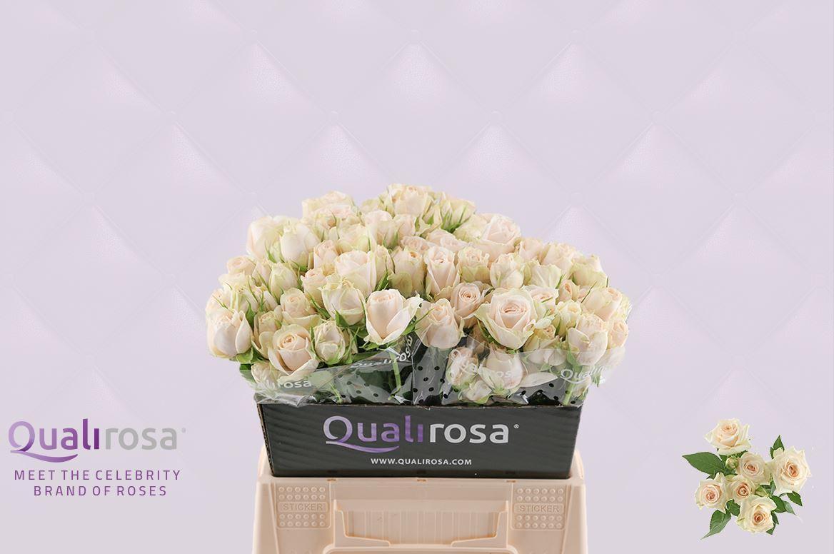 Срезанные цветы оптом Rosa spray super bubbles от 40шт из Голландии с доставкой по России