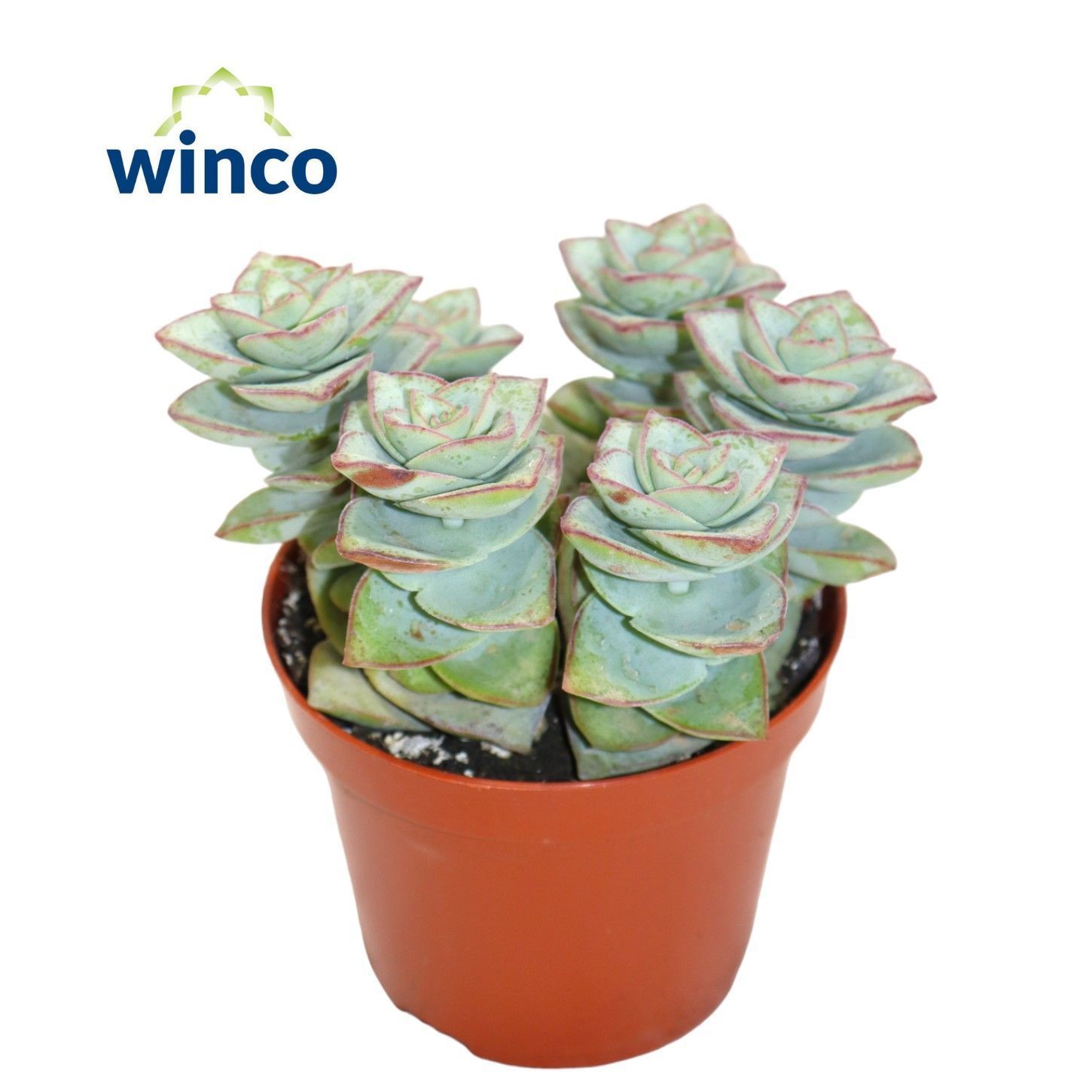 Горшечные цветы и растения оптом Crassula Perforata Azul от 18шт (для телеги) из Голландии с доставкой по России