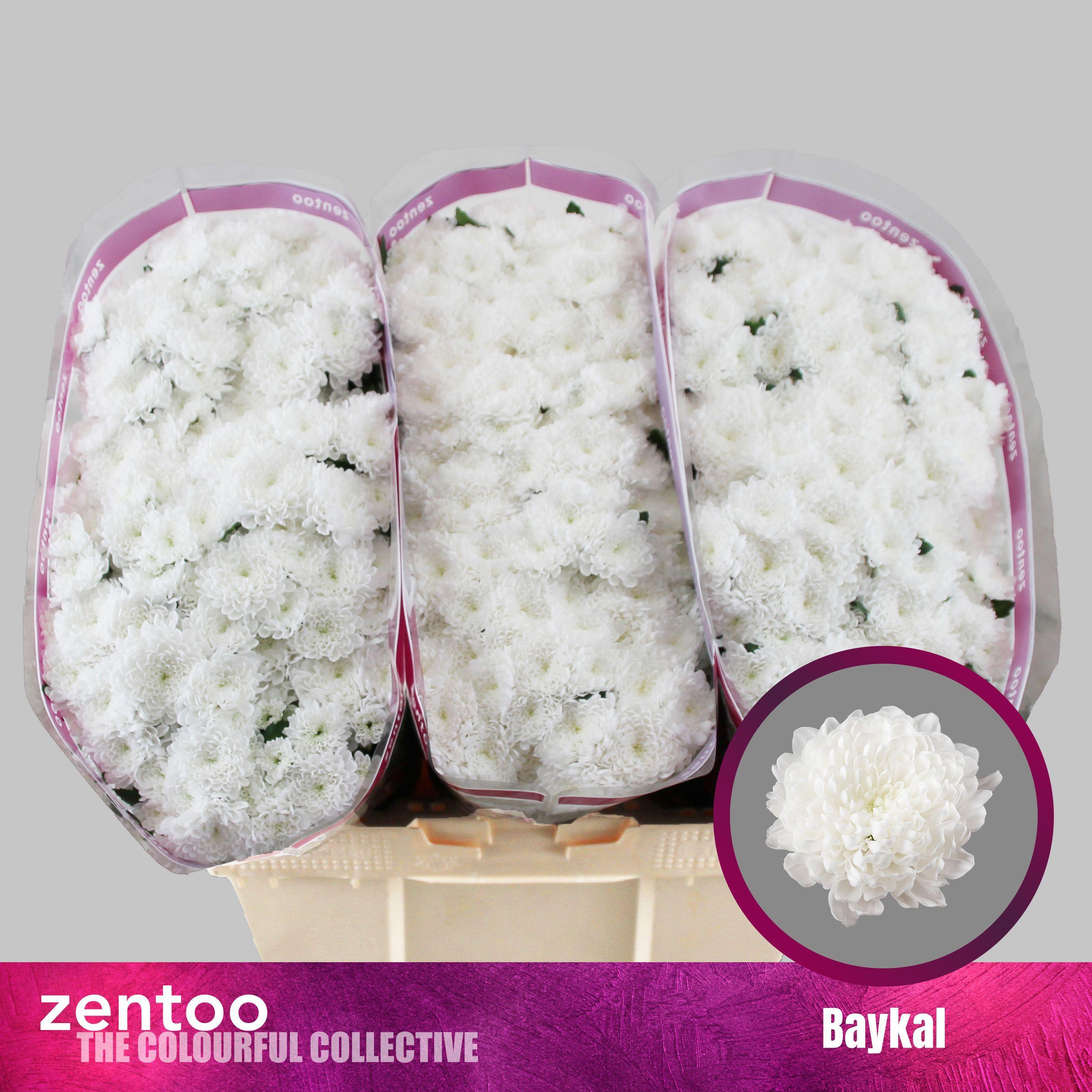 Срезанные цветы оптом Chrys sa baykal от 75шт из Голландии с доставкой по России