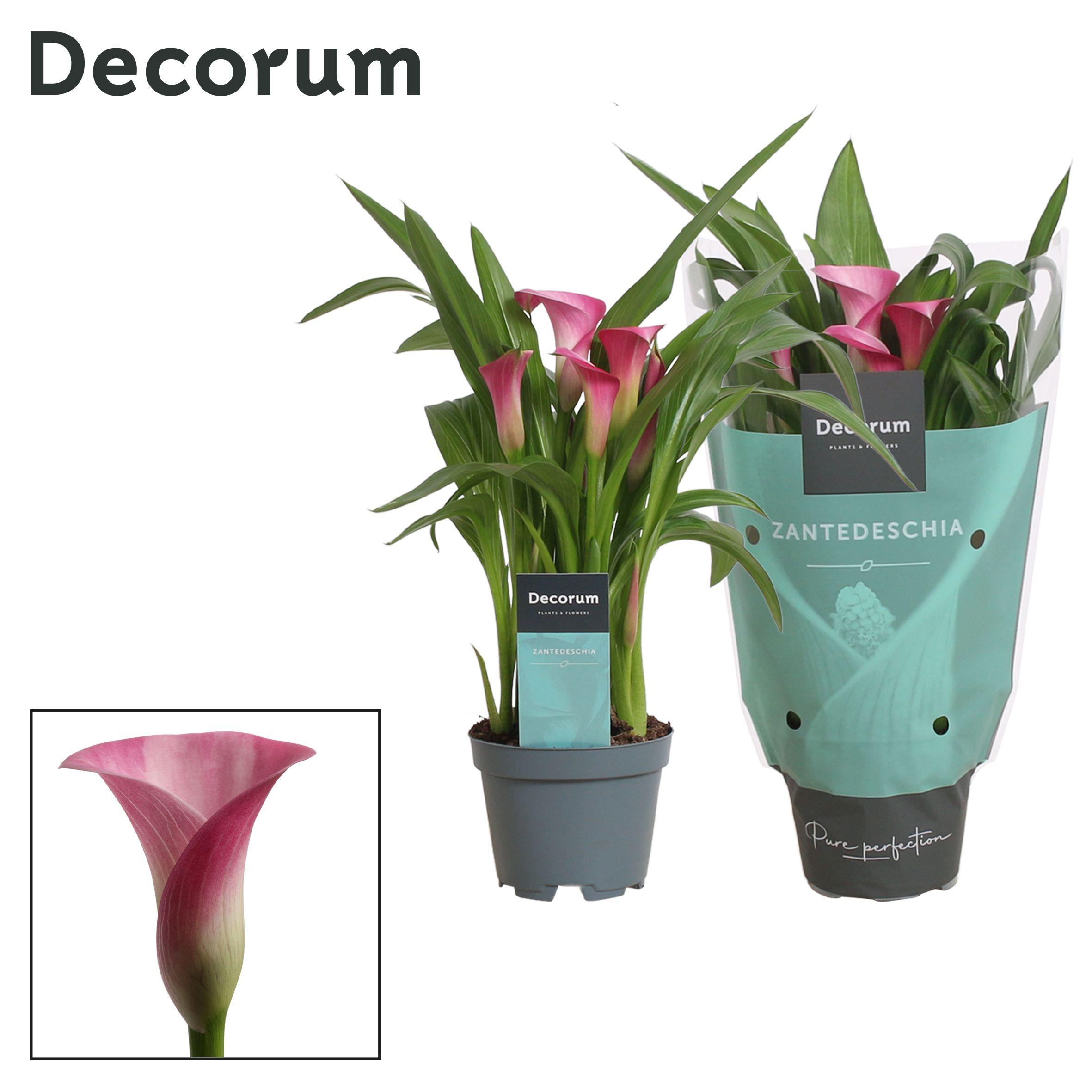 Горшечные цветы и растения оптом Zantedeschia Pink (decorum) от 12шт из Голландии с доставкой по России