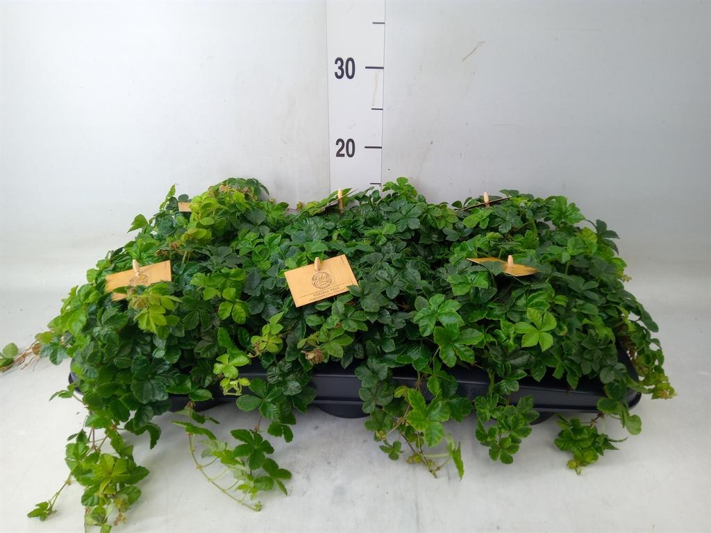 Горшечные цветы и растения оптом Parthenocissus Inserta от 6шт из Голландии с доставкой по России