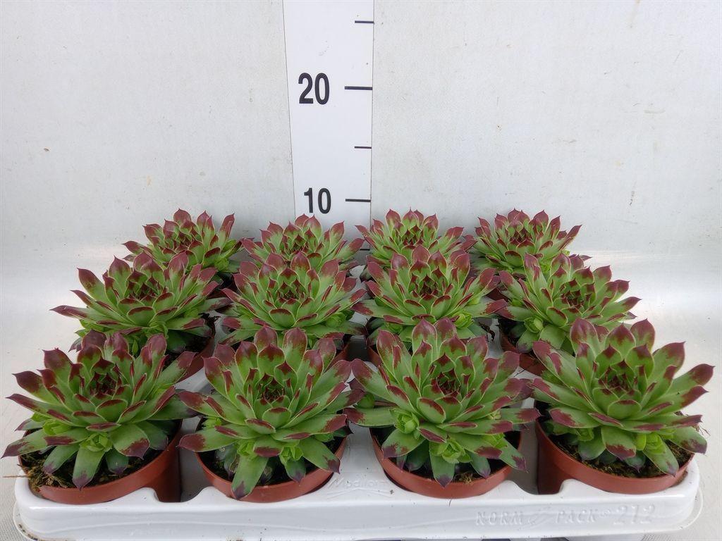 Горшечные цветы и растения оптом Sempervivum   ... от 12шт (для телеги) из Голландии с доставкой по России