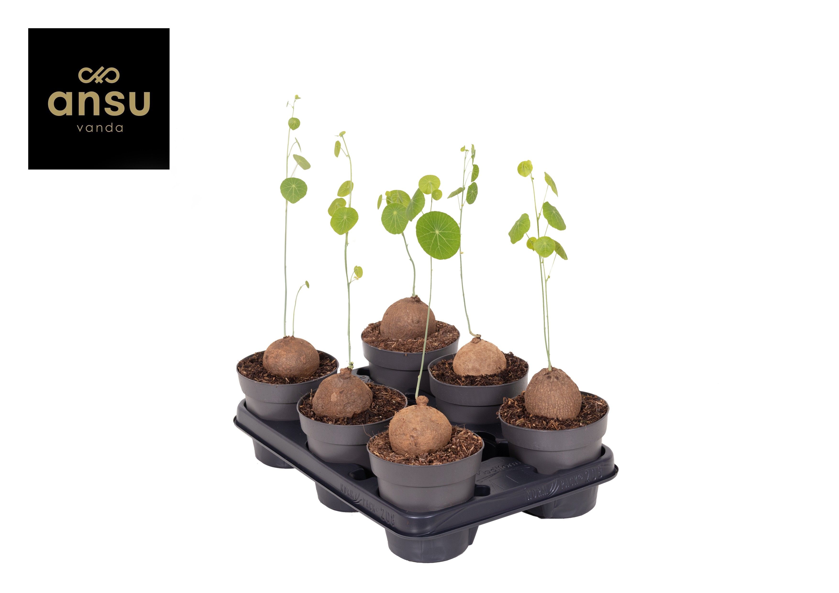 Горшечные цветы и растения оптом Stephania Erecta от 6шт из Голландии с доставкой по России