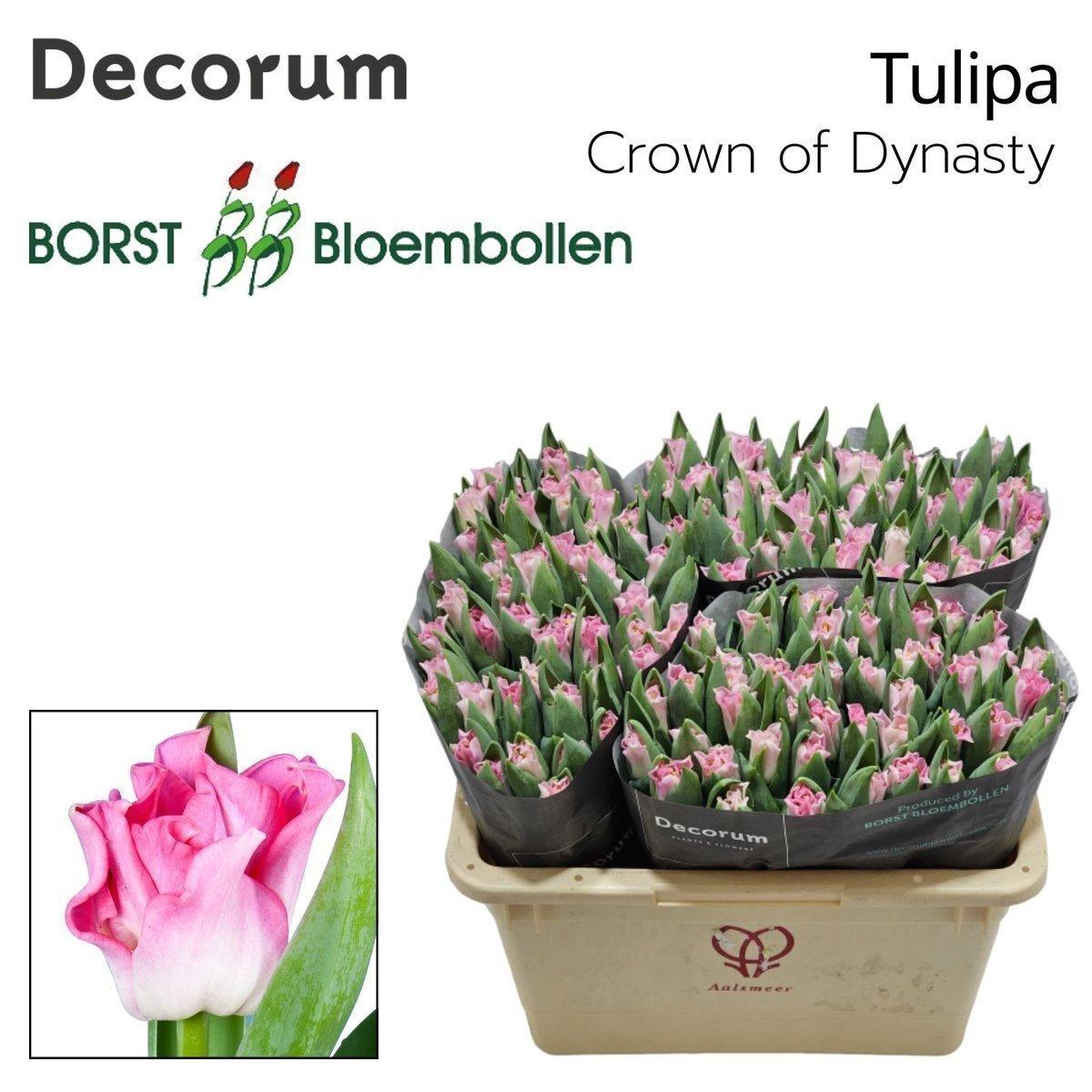 Срезанные цветы оптом Tulipa co crown of dynasty от 150шт из Голландии с доставкой по России Срезанные цветы оптом Tulipa co crown of dynasty от 150шт из Голландии с доставкой по России