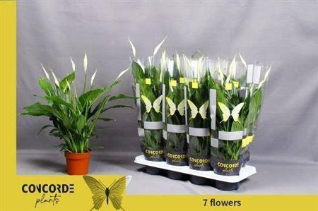 Горшечные цветы и растения оптом Spath Pico Cupido 5+ (concorde) от 8шт из Голландии с доставкой по России