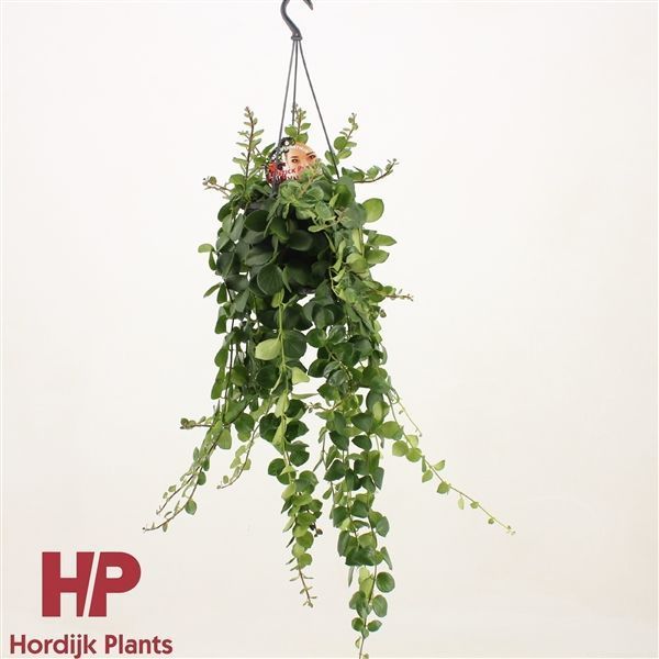 Горшечные цветы и растения оптом Aeschynanthus Thai Pink Green Polka Hanging Pot от 7шт из Голландии с доставкой по России