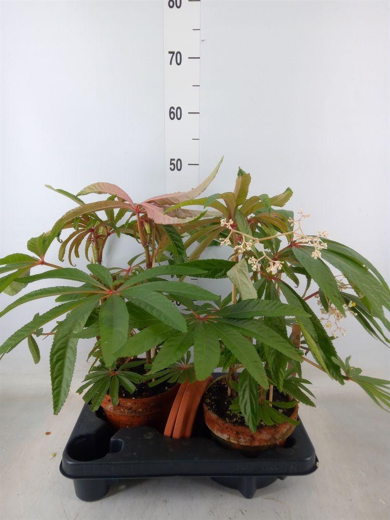 Горшечные цветы и растения оптом Begonia Bd   ... от 2шт (для телеги) из Голландии с доставкой по России