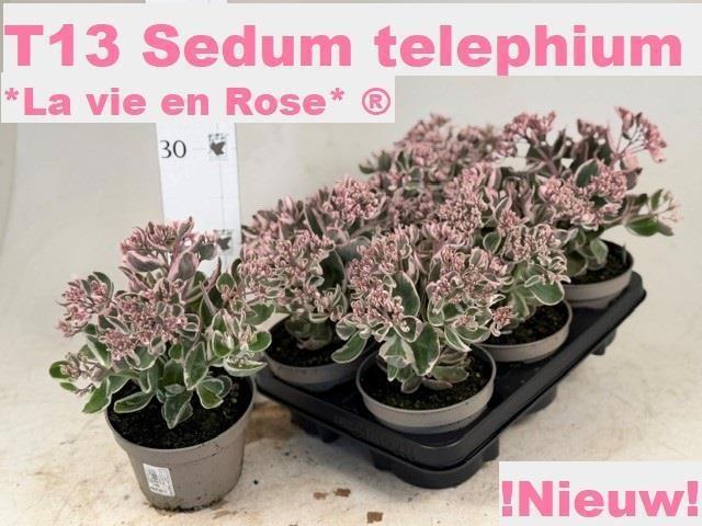 Горшечные цветы и растения оптом Sedum Te Vie En Rose от 6шт из Голландии с доставкой по России