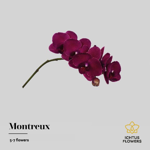 Срезанные цветы оптом Phalaenopsis montreux (per stem) от 24шт из Голландии с доставкой по России