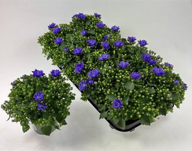 Горшечные цветы и растения оптом Campanula Blue Like Mee от 10шт (для телеги) из Голландии с доставкой по России
