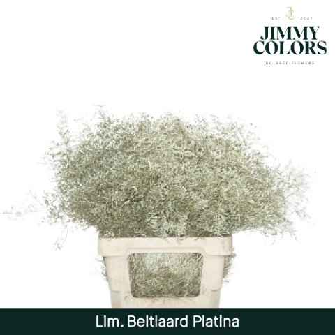 Срезанные цветы оптом Limonium paint platinum от 50шт из Голландии с доставкой по России