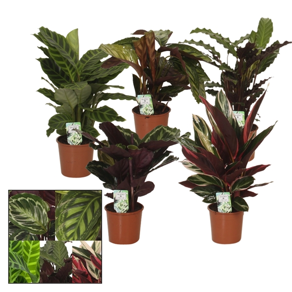 Горшечные цветы и растения оптом Calathea Mix от 8шт из Голландии с доставкой по России