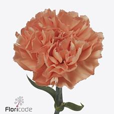 Срезанные цветы оптом Dianthus st gobi от 240шт из Голландии с доставкой по России