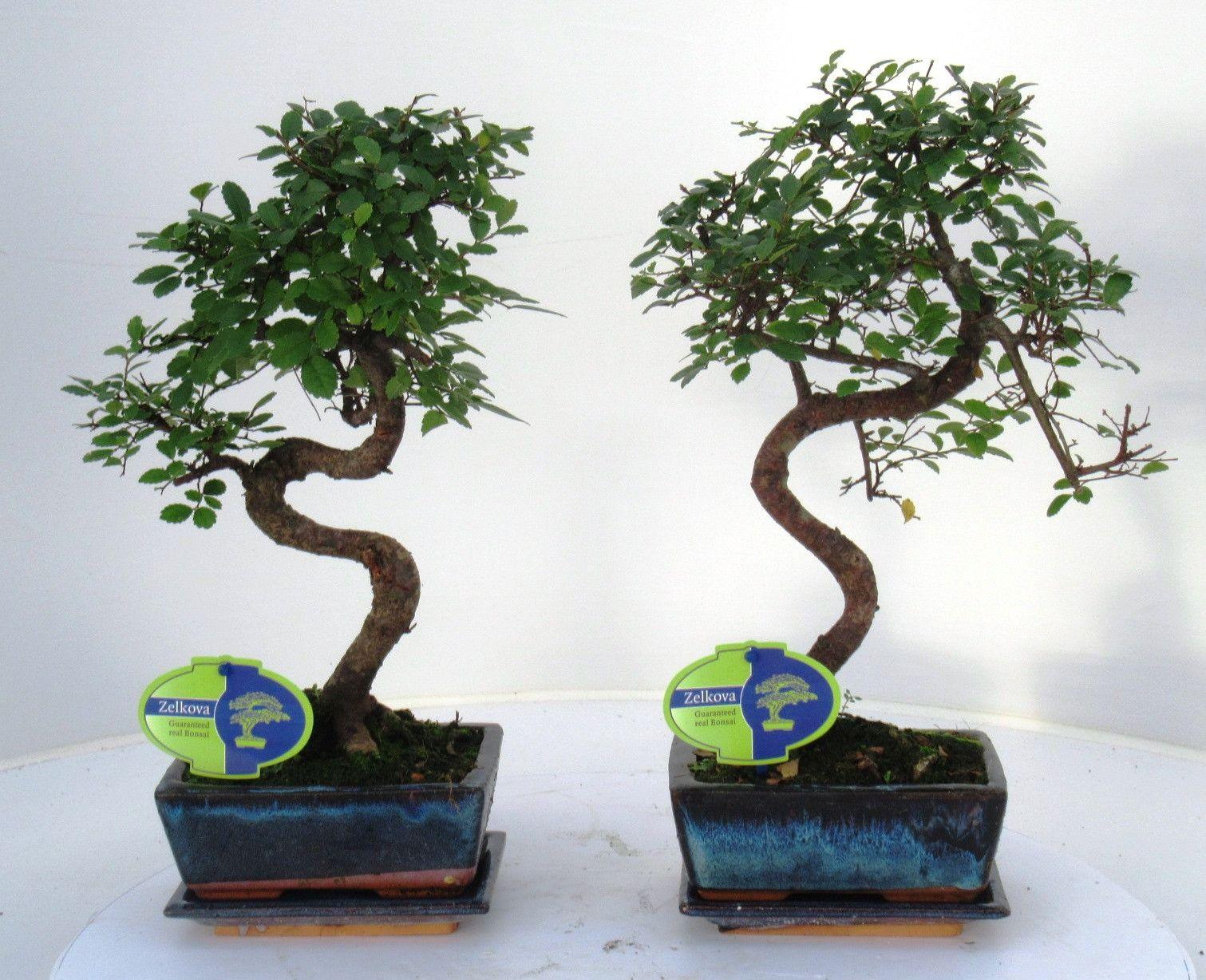 Горшечные цветы и растения оптом Zelkova Parvifolia, 15cm., Shape, With Driptray от 10шт из Голландии с доставкой по России