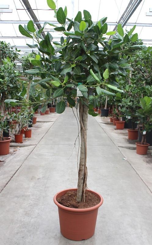 Горшечные цветы и растения оптом Ficus Benghalensis On Stem от 1шт из Голландии с доставкой по России