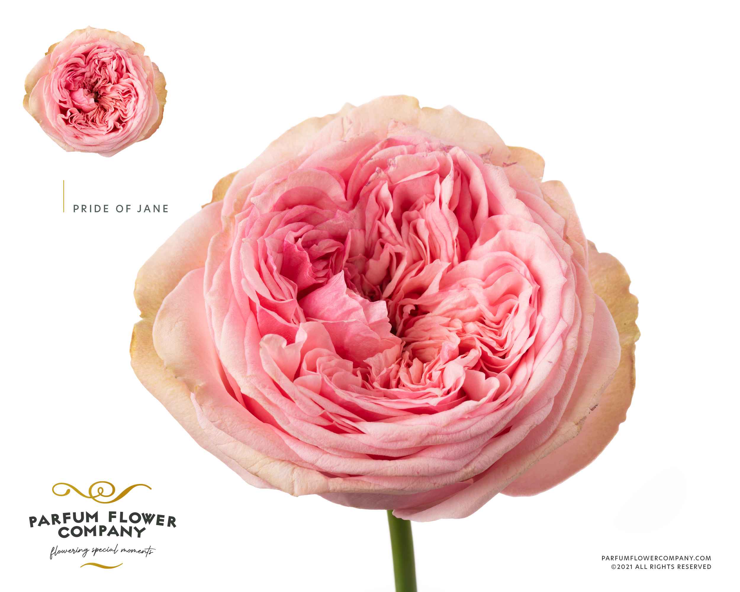Срезанные цветы оптом Rosa la garden pride of jane от 10шт из Голландии с доставкой по России