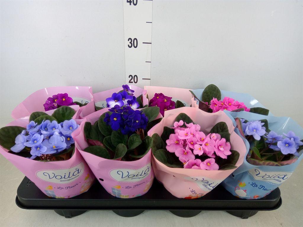 Горшечные цветы и растения оптом Saintpaulia   ...mix от 8шт (для телеги) из Голландии с доставкой по России