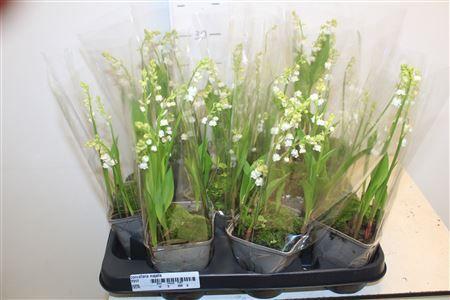 Горшечные цветы и растения оптом ** Convallaria Majalis 5-8 Branches ** Spring Deal от 9шт из Голландии с доставкой по России