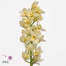 Срезанные цветы оптом Minicymbidium yellow earlysue paddy от 10шт из Голландии с доставкой по России