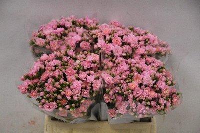 Срезанные цветы оптом Kalanchoe pink от 20шт из Голландии с доставкой по России