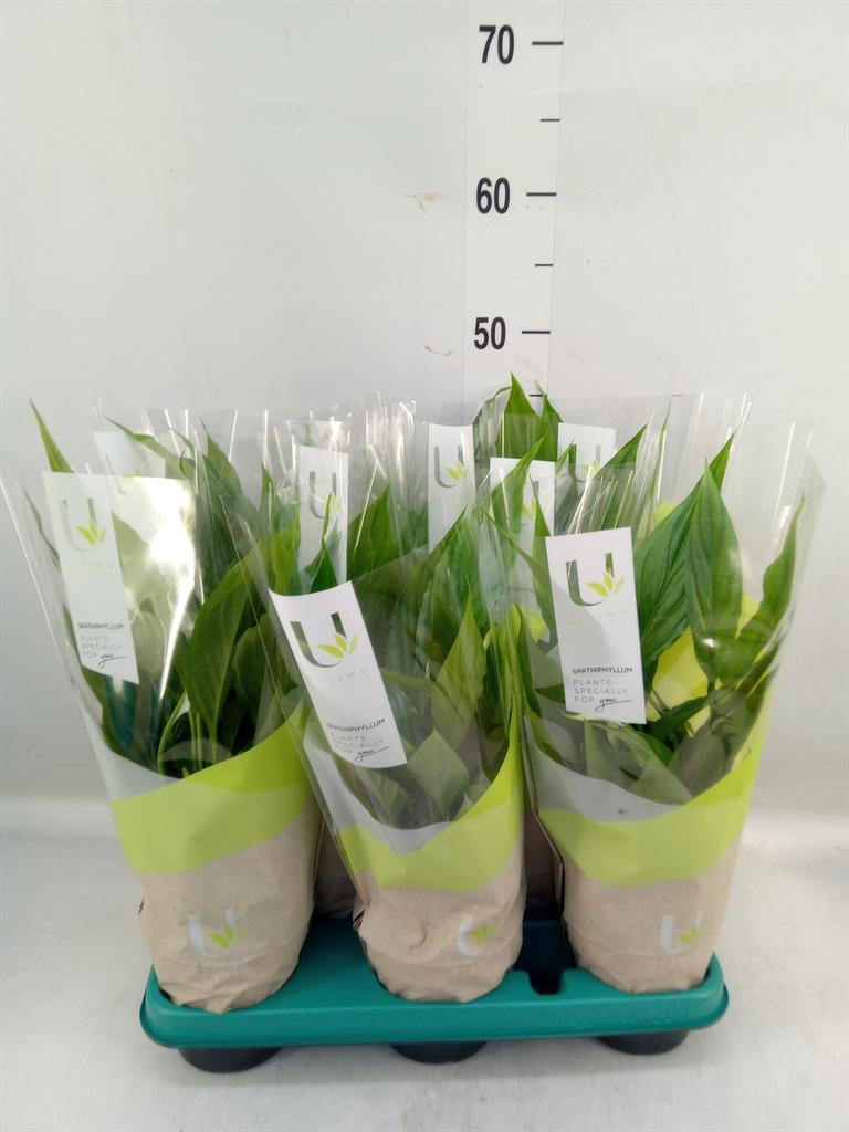 Горшечные цветы и растения оптом Spath Mix Painted 4+ от 8шт из Голландии с доставкой по России