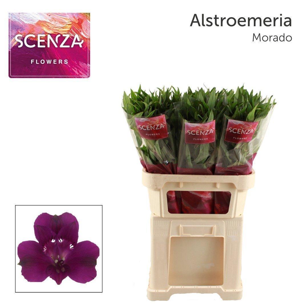 Срезанные цветы оптом Alstroemeria morado от 60шт из Голландии с доставкой по России